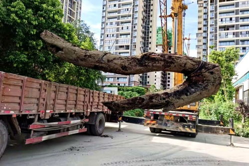 綿陽(yáng)人注意 金和天府項(xiàng)目二期6號(hào)7號(hào)主體工程封頂 這三點(diǎn)必須說(shuō)一說(shuō)